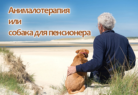Анималотерапия или собака для пенсионера
